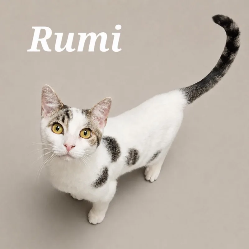 A baby small-sized female White Domestic Short Hair cat named Remi for adoption in Monroeville, PA