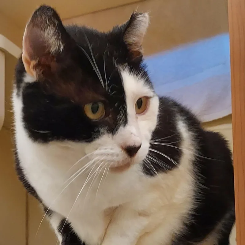 An adult large-sized male Black Domestic Short Hair cat named Checkers for adoption in Dayton, OH