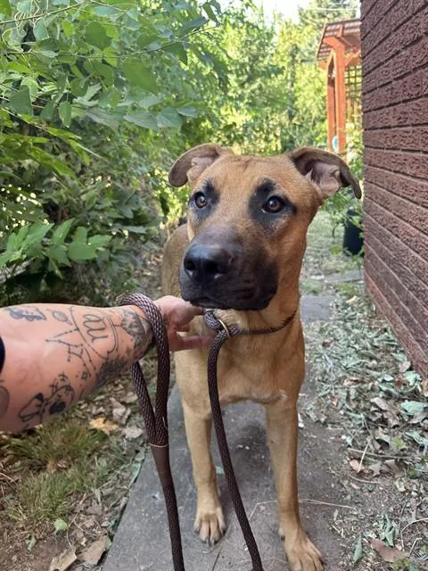 A young medium-sized male Black Mouth Cur dog named A for adoption in Oklahoma City, OK