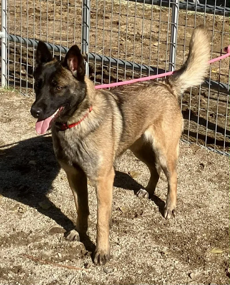 An adult large-sized female Belgian Shepherd / Malinois dog named Paris for adoption in Vancouver, WA