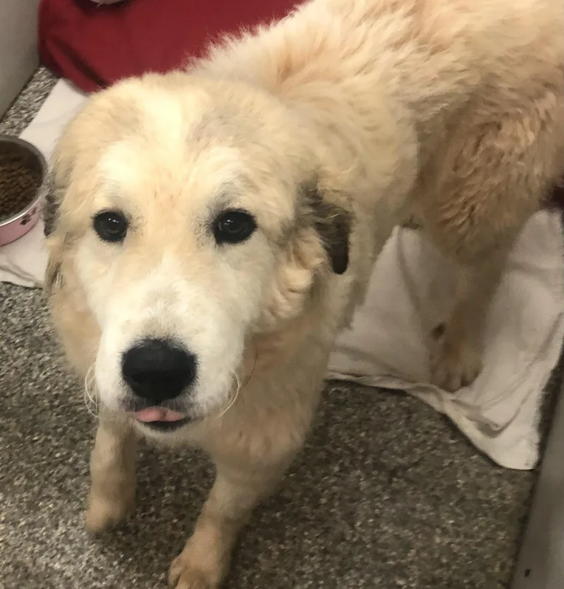 Jelly Bean thumbnail 2