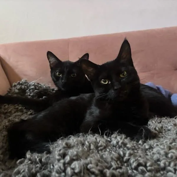 Alakazam And Abracadabra