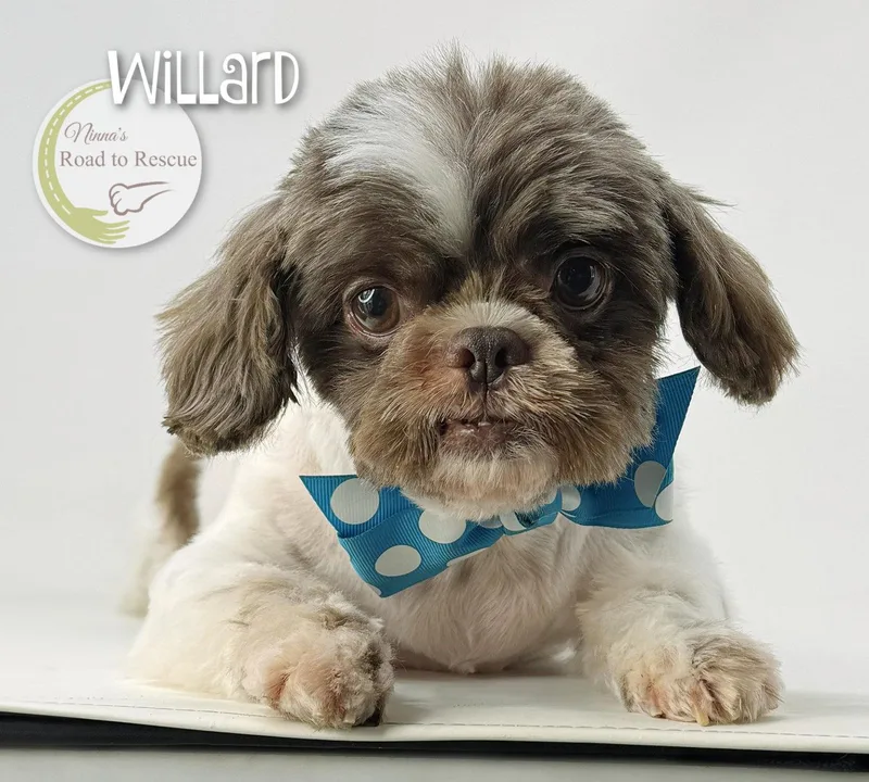 An adult small-sized male Shih Tzu dog named Willard for adoption in Benton, LA