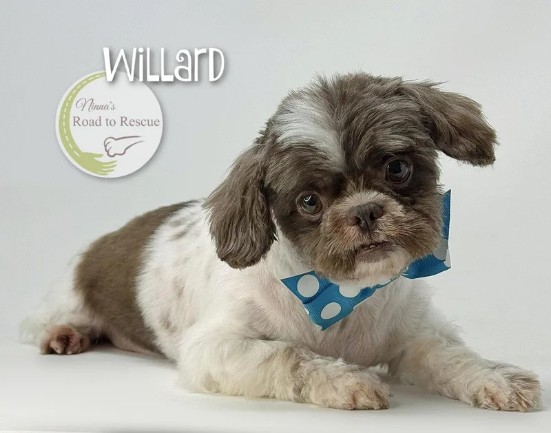 Willard thumbnail 2
