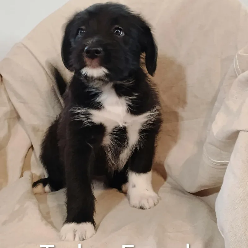 A baby medium-sized female Black Mixed Breed dog named Tudor for adoption in DeKalb, IL