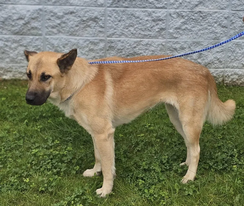 An adult medium-sized female Brown / Chocolate German Shepherd Dog dog named Arana for adoption in Fort Payne, AL