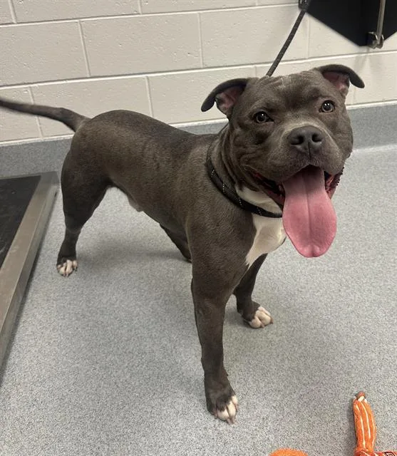 A young large-sized male Pit Bull Terrier dog named Bubba for adoption in Indianapolis, IN