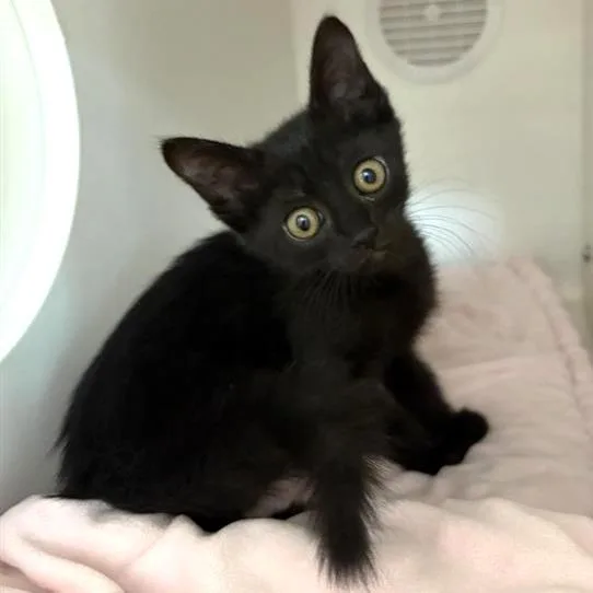 A baby small-sized female Black Domestic Short Hair cat named Ent for adoption in Phoenix, AZ