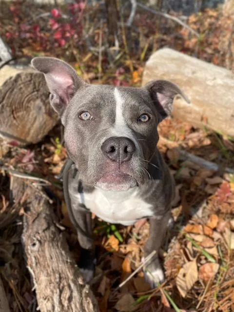 An adult medium-sized female Gray / Blue / Silver American Staffordshire Terrier dog named Sue Ellen for adoption in Alpharetta, GA
