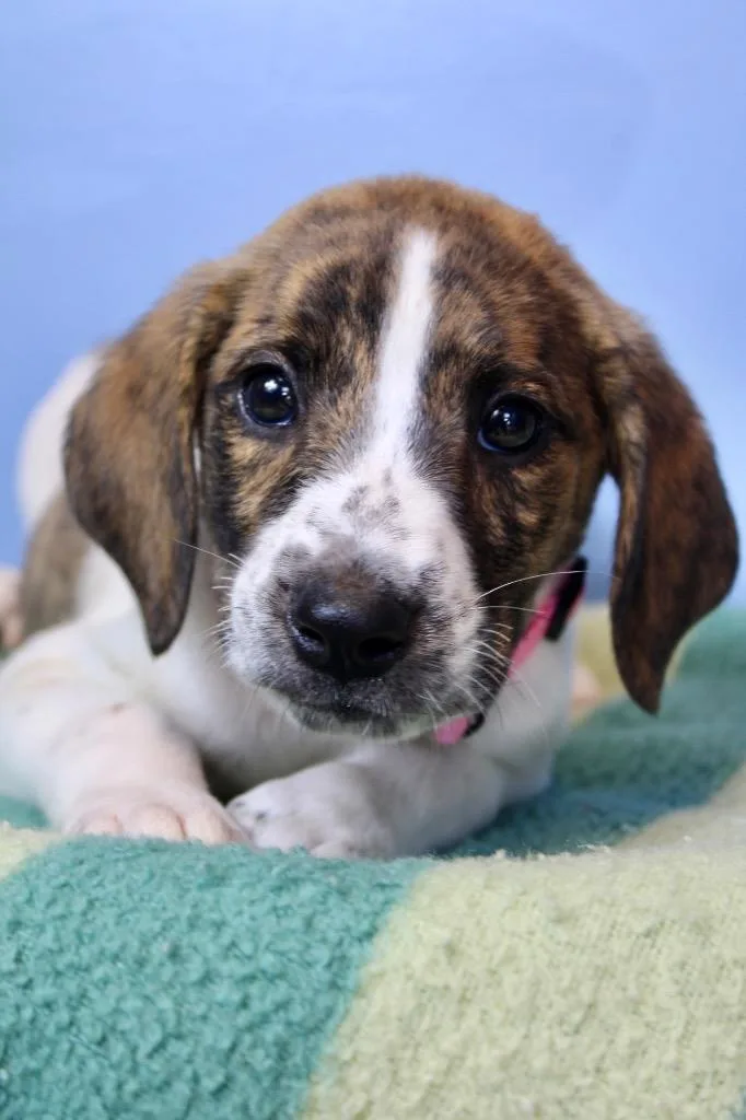A baby medium-sized female Mixed Breed dog named Tomato pink for adoption in Morgantown, KY