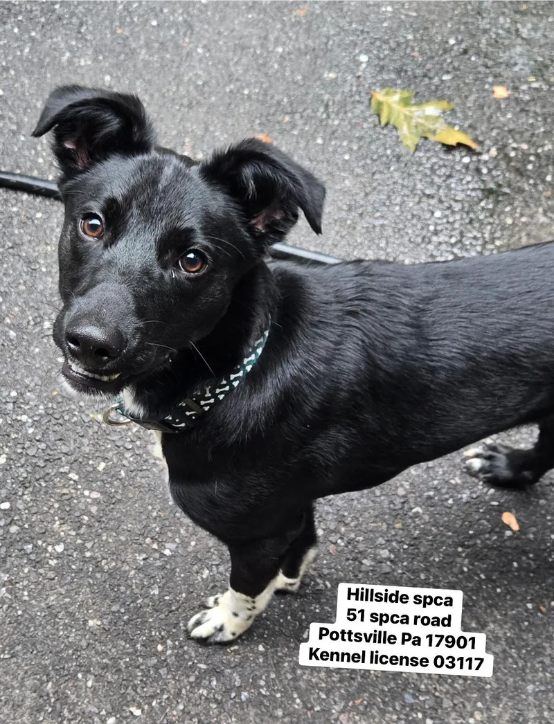A young medium-sized male Black Labrador Retriever dog named Cyrus for adoption in Pottsville, PA