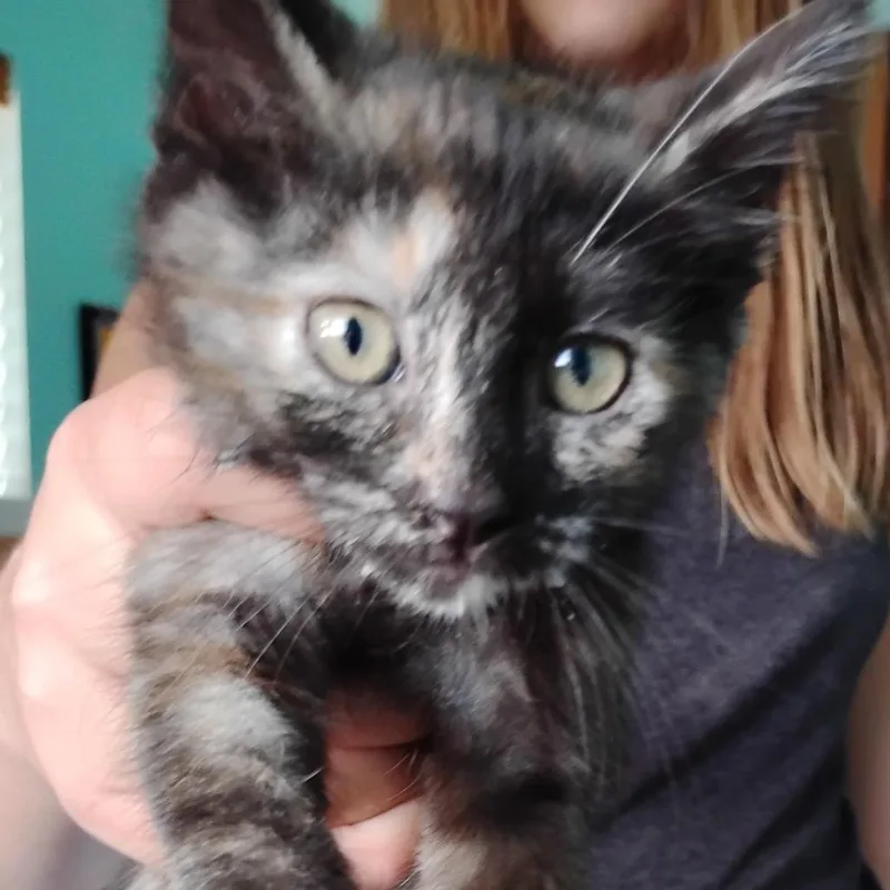 A baby small-sized female Tortoiseshell Domestic Short Hair cat named Lavender for adoption in Grantsville, UT