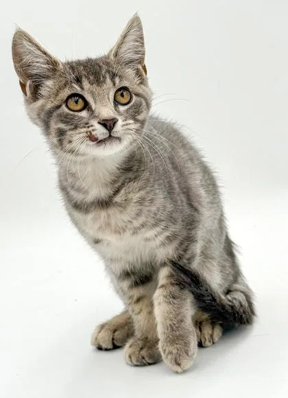 A baby small-sized female Domestic Short Hair cat named Sophia for adoption in Bowling Green, KY