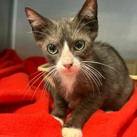 A baby small-sized male Gray / Blue / Silver Domestic Short Hair cat named Bob for adoption in Austin, TX