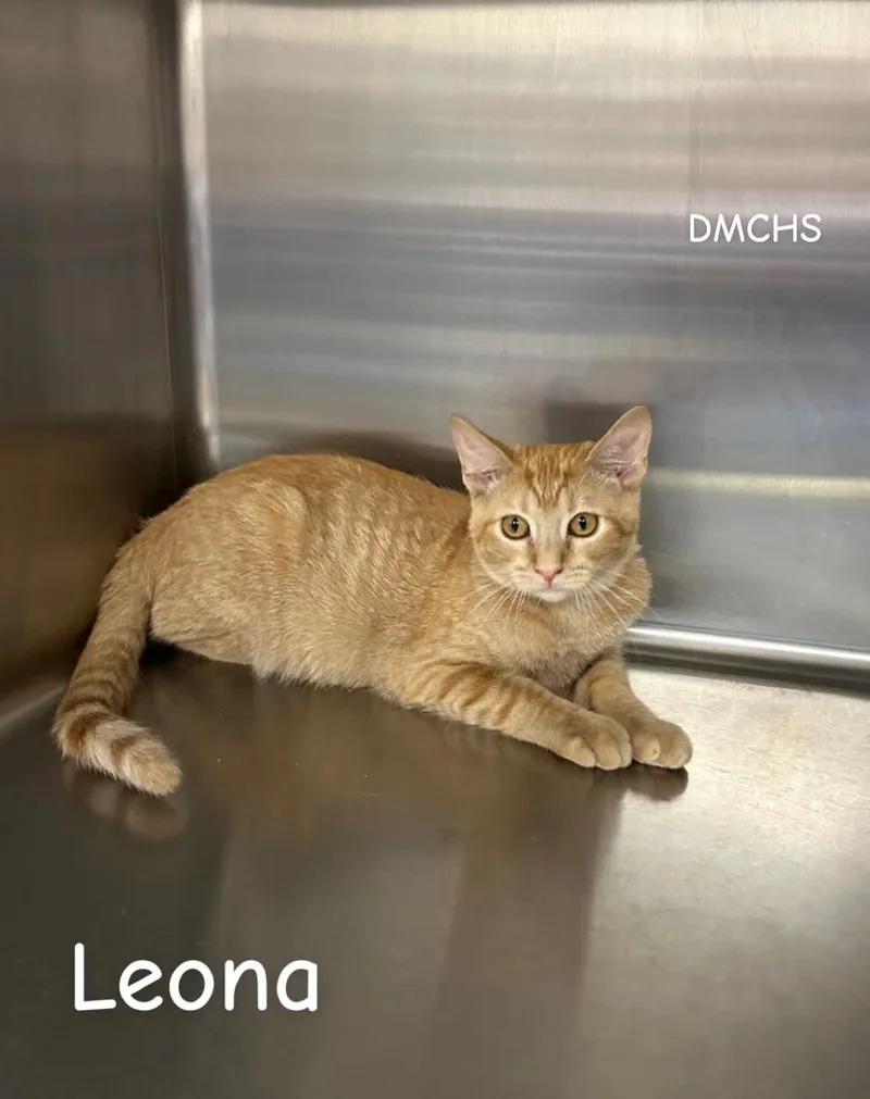 A baby small-sized female Tabby (Orange / Red) Domestic Short Hair cat named Leona for adoption in Burlington, IA