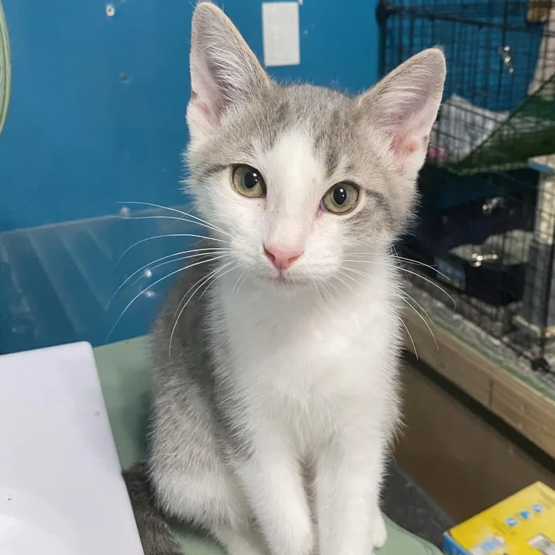 A baby small-sized male Gray / Blue / Silver Domestic Short Hair cat named Harley for adoption in Denison, TX