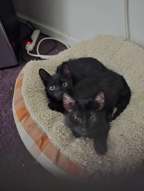 Jaxon Wbuddy  Willow