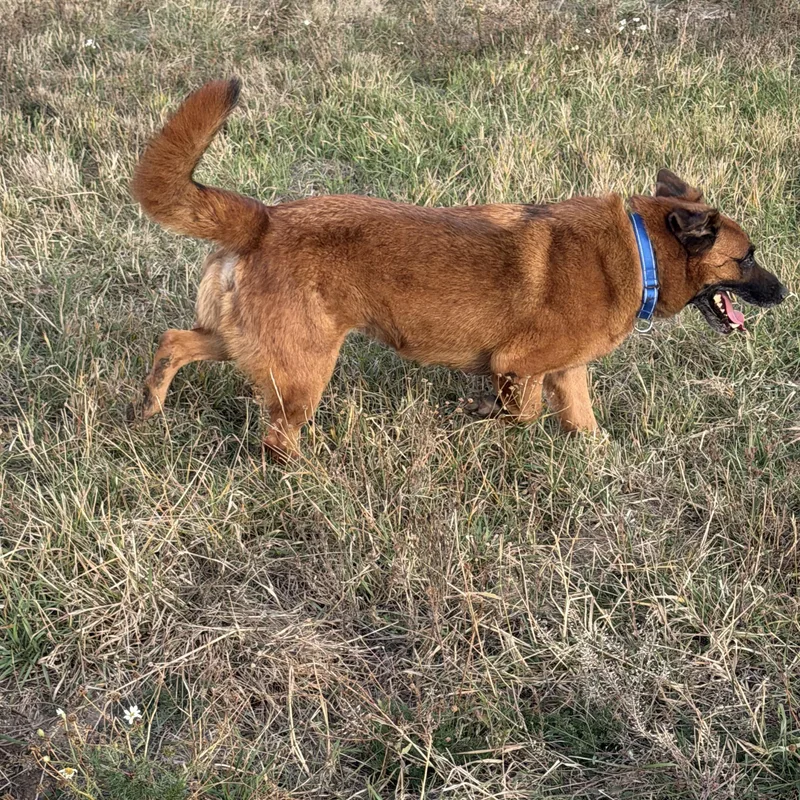 An adult large-sized male Red / Chestnut / Orange Belgian Shepherd / Tervuren dog named Bandit for adoption in Plummer, ID