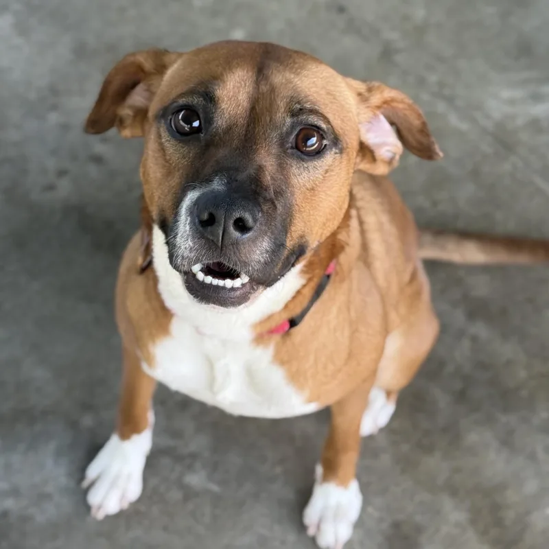 A young medium-sized female Terrier dog named Bella June for adoption in Springfield, MO