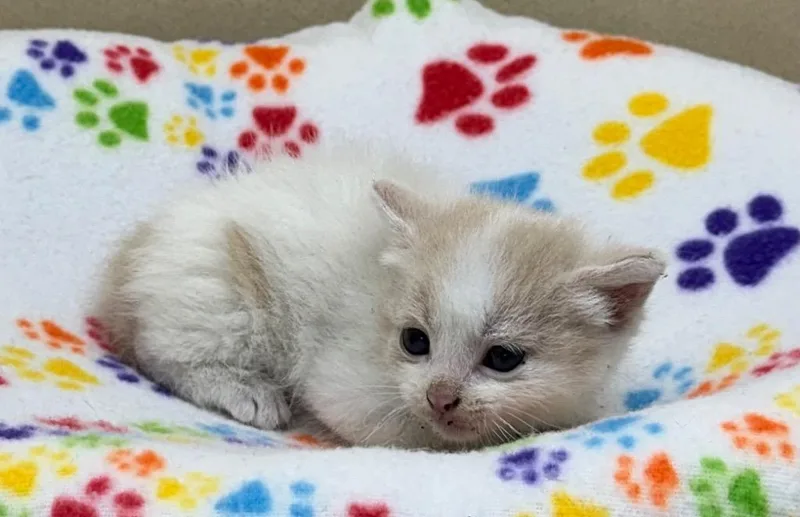 A baby small-sized male Domestic Short Hair cat named Fright for adoption in Washington Court House, OH