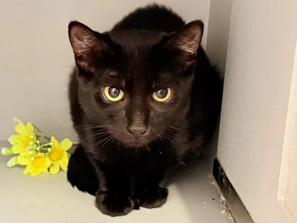 A baby medium-sized female Domestic Short Hair cat named Pantherella for adoption in New York, NY