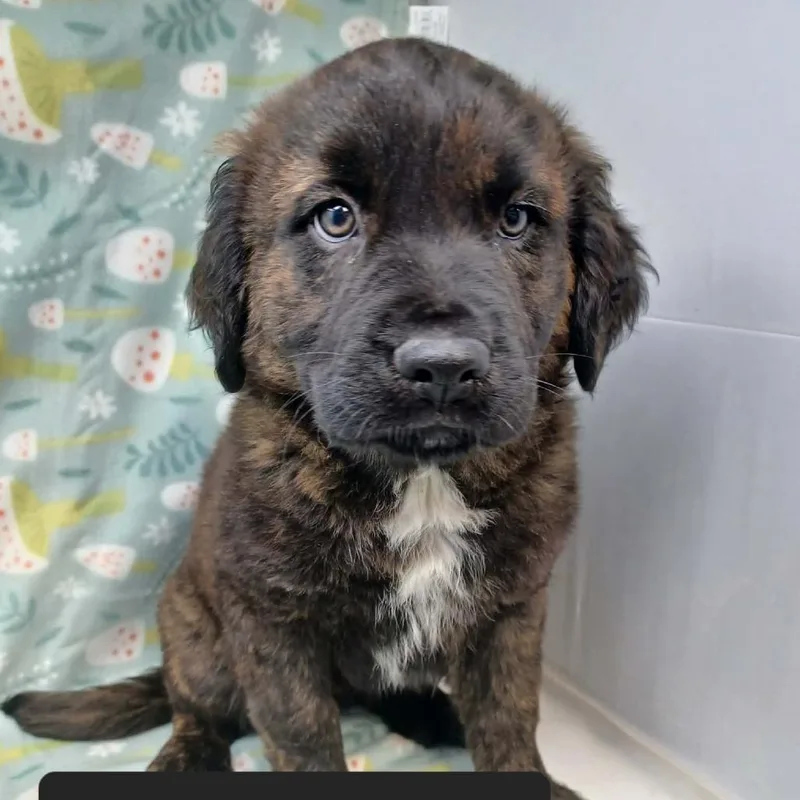 A baby small-sized female Mastiff dog named Daisy for adoption in New Tazewell, TN
