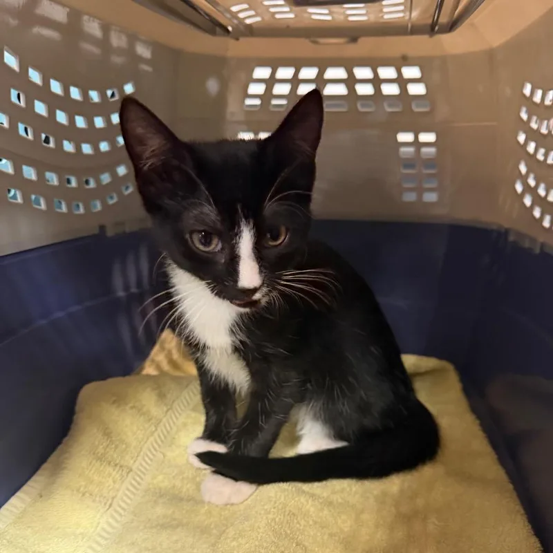 A baby small-sized male Black Domestic Short Hair cat named Marshall for adoption in Port Charlotte, FL