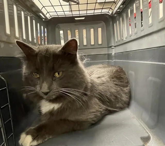 A young medium-sized male Domestic Medium Hair cat named Midnight for adoption in Ontario, CA