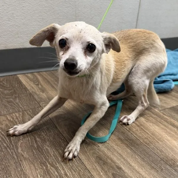A senior small-sized female Chihuahua dog named Fiss for adoption in El Cajon, CA