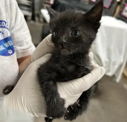 A baby small-sized male Domestic Short Hair cat named Darrow for adoption in Pensacola, FL