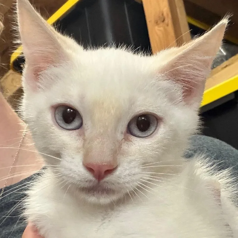 A baby medium-sized male White Domestic Medium Hair cat named Cayenne AF for adoption in Austin, TX