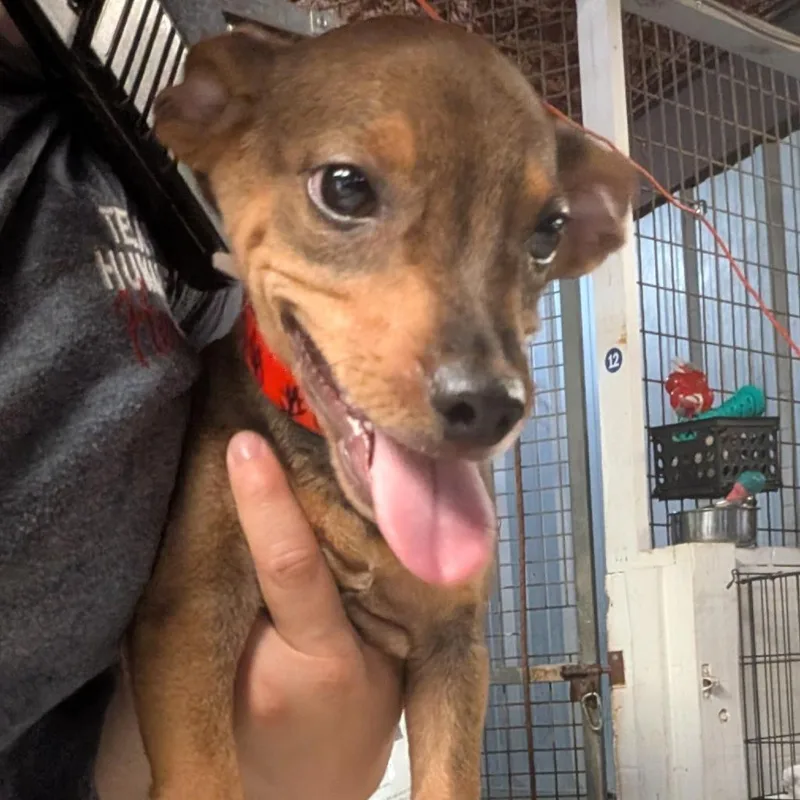 A baby small-sized male Brown / Chocolate Mixed Breed dog named Waldo for adoption in Leander, TX