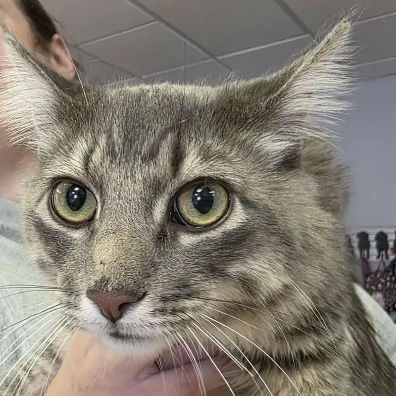A young small-sized male Tortoiseshell Domestic Long Hair cat named Winston for adoption in Sioux Falls, SD