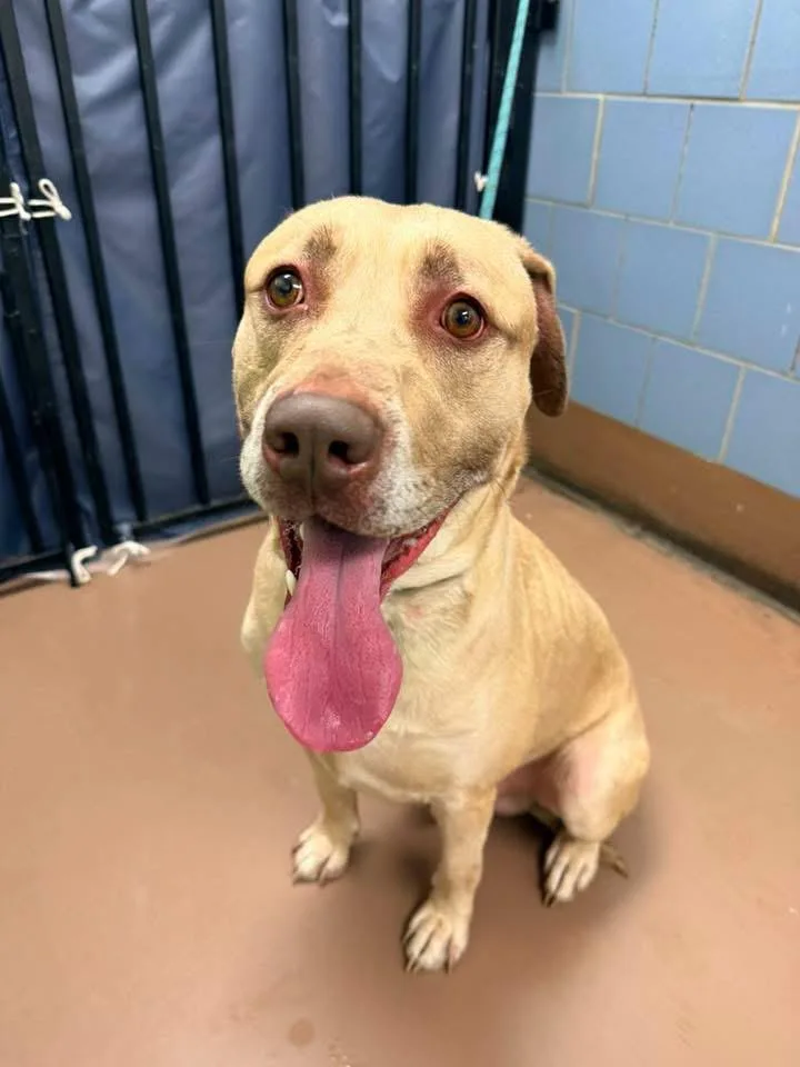 An adult medium-sized male White / Cream Labrador Retriever dog named Memphis for adoption in Chicago, IL