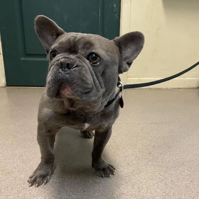 An adult small-sized male Gray / Blue / Silver French Bulldog dog named Stitch for adoption in Pasadena, CA