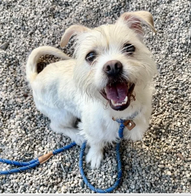 A young small-sized female Shih Tzu dog named Meci for adoption in Gilbert, AZ