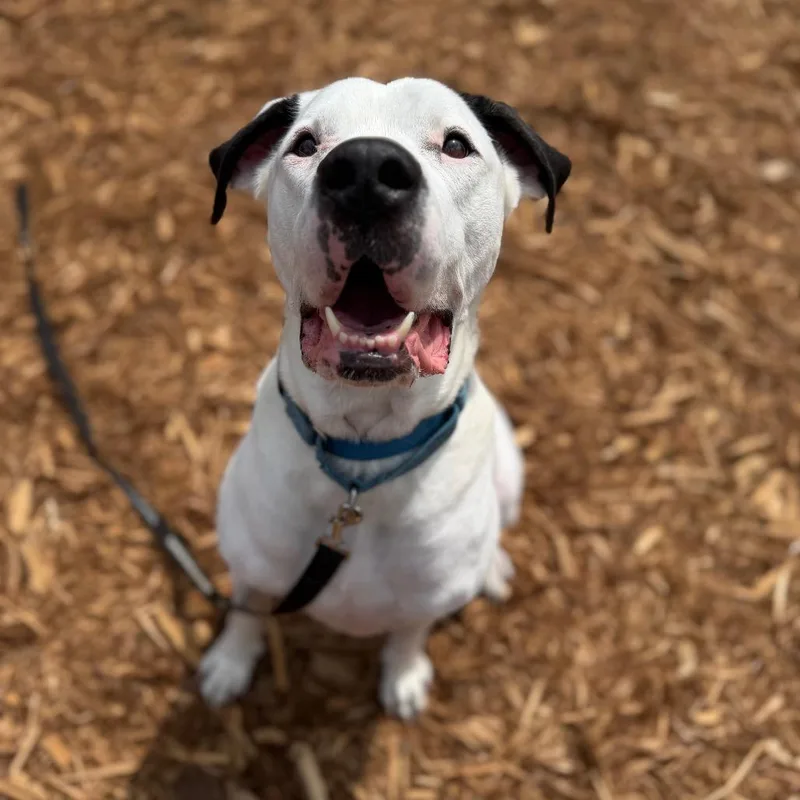 An adult extra large-sized male White / Cream Mixed Breed dog named Stetson for adoption in Jacksonville, FL