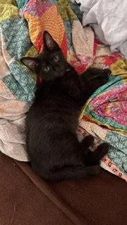 A baby medium-sized male Black Domestic Short Hair cat named Blaine for adoption in Wheaton, IL