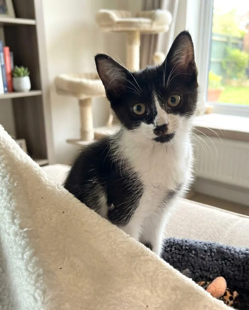 A baby medium-sized female Tuxedo cat named Melba for adoption in Fort Myers, FL