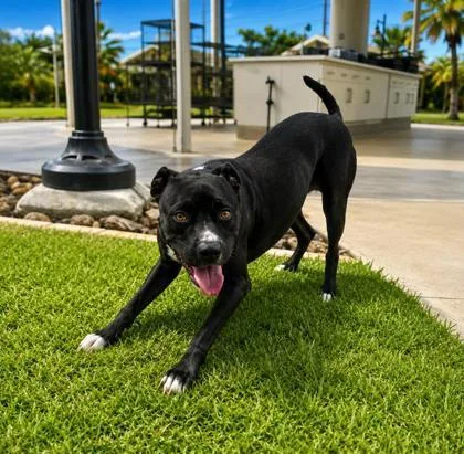 An adult medium-sized female American Staffordshire Terrier dog named Mahina for adoption in Honolulu, HI