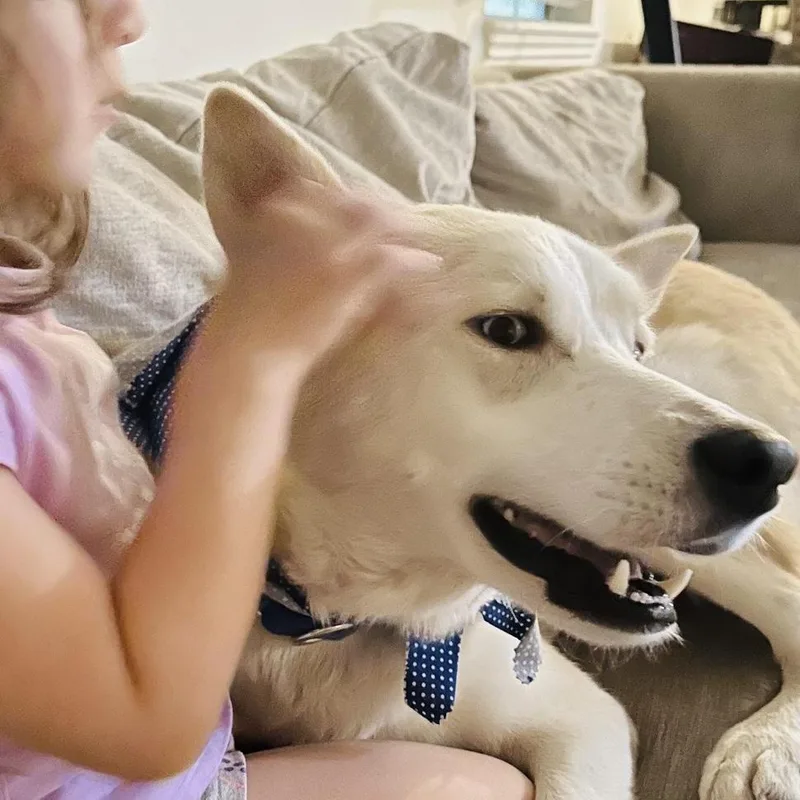 A young medium-sized male White / Cream Husky dog named Koda for adoption in South Houston, TX