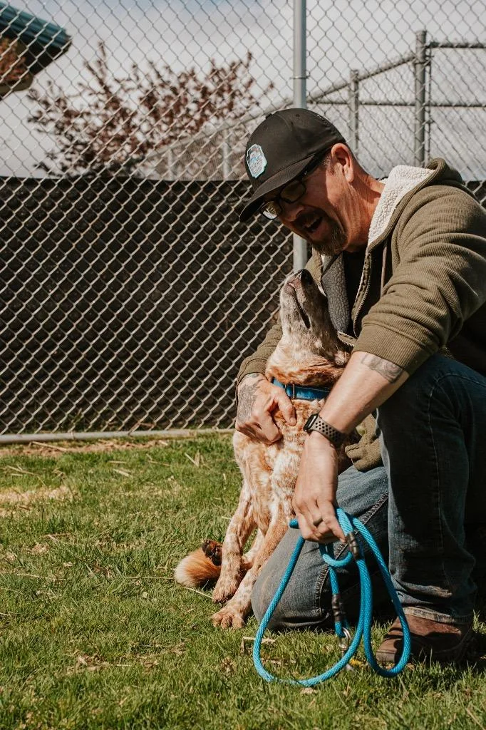 An adult medium-sized female Australian Cattle Dog / Blue Heeler dog named Ladybug  Sponsored By for adoption in Newberg, OR