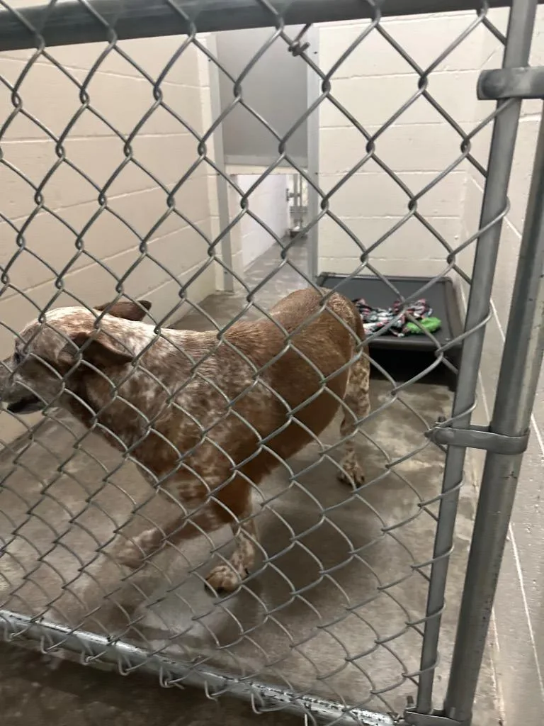 Ladybug  Sponsored By thumbnail 2