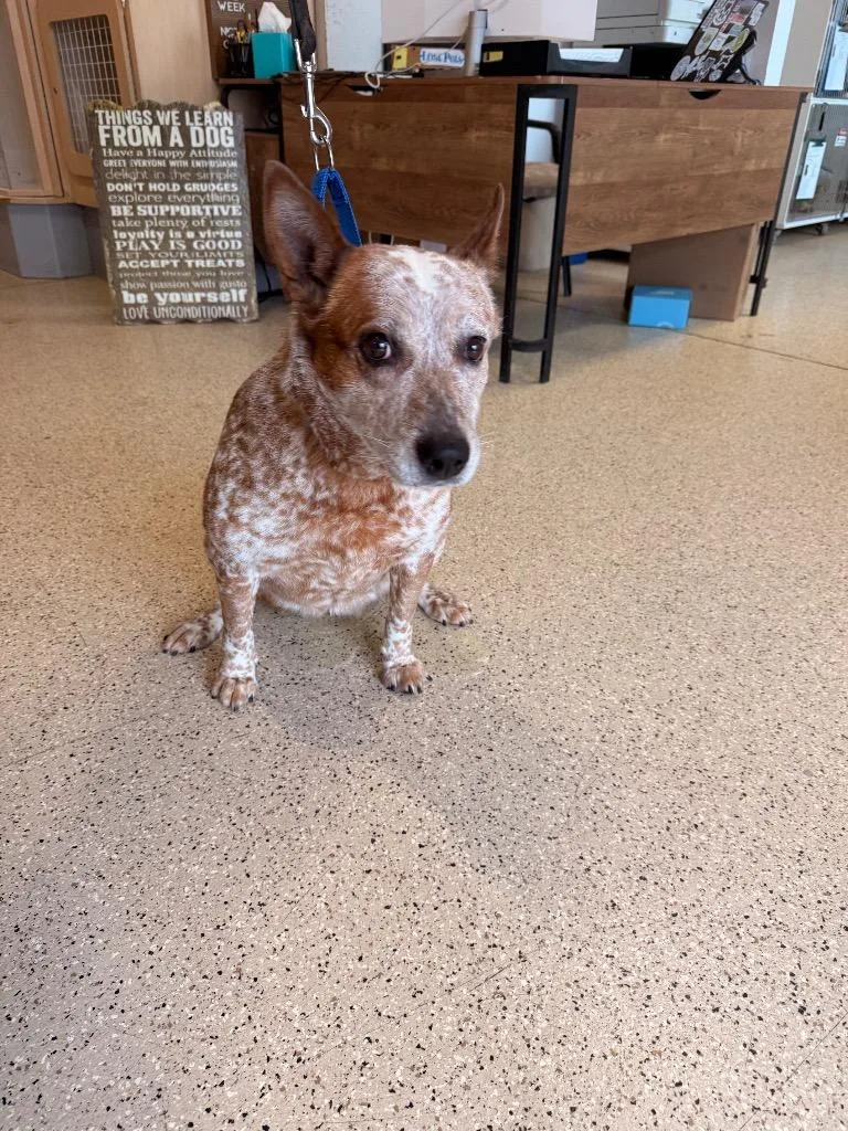 Ladybug  Sponsored By thumbnail 5