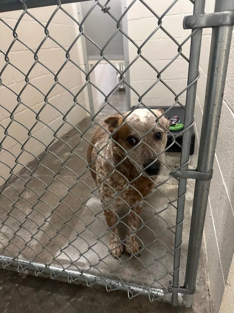 Ladybug  Sponsored By thumbnail 6