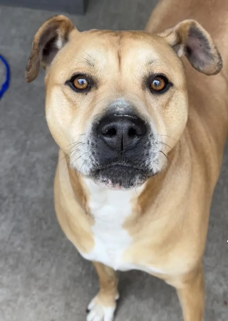 An adult medium-sized female Yellow / Tan / Blond / Fawn Pit Bull Terrier dog named Larkspur for adoption in Chicago, IL