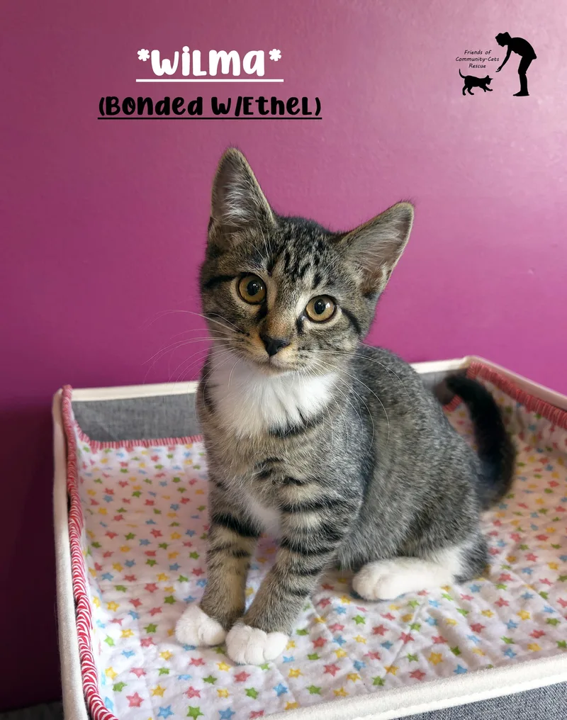 A baby medium-sized female Tabby (Brown / Chocolate) Domestic Short Hair cat named Wilma for adoption in Centerville, UT