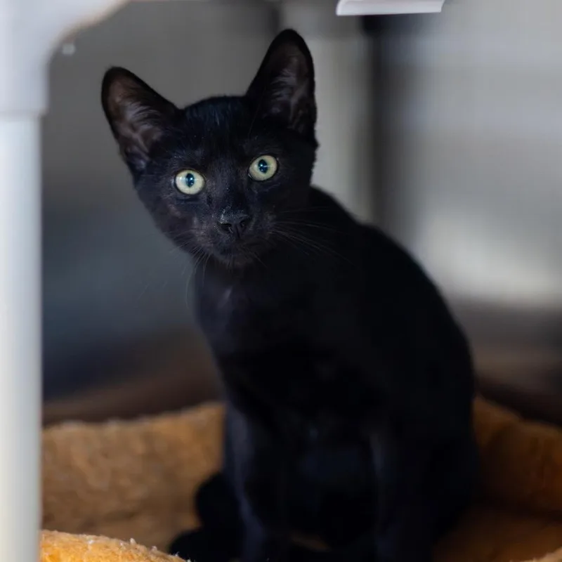 A baby medium-sized male Black Domestic Short Hair cat named Midnight for adoption in Newark, DE
