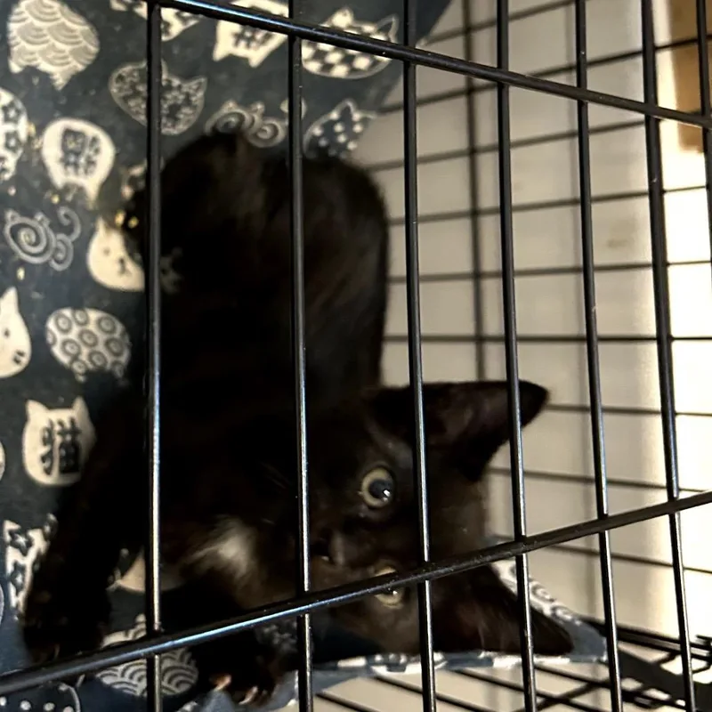 A baby small-sized male Black Domestic Short Hair cat named Moon for adoption in Pacific Palisades, CA