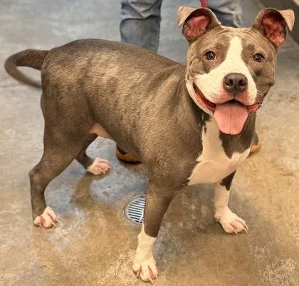 An adult large-sized female Pit Bull Terrier dog named Piglet for adoption in Bowling Green, KY